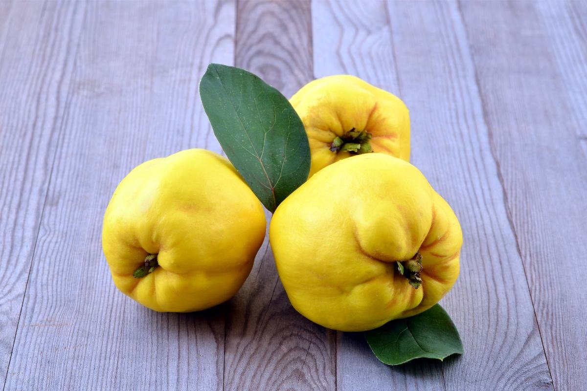 quince fruit