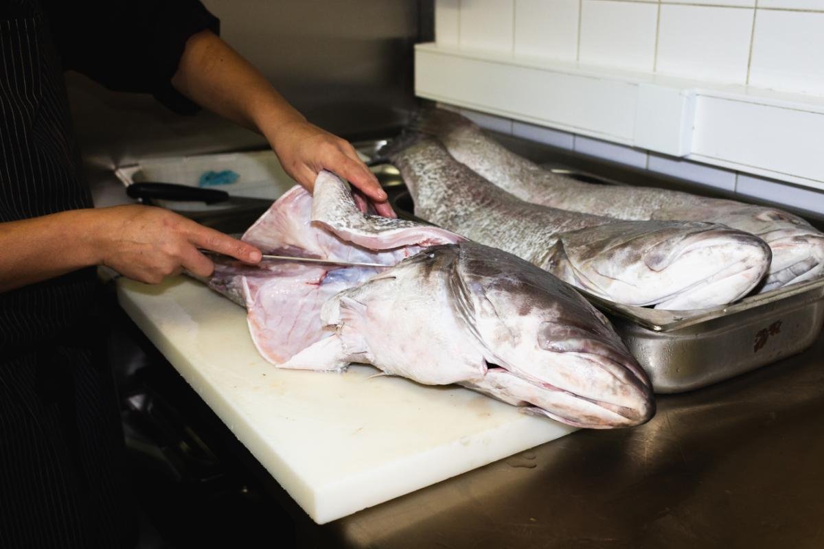 Corvina fish